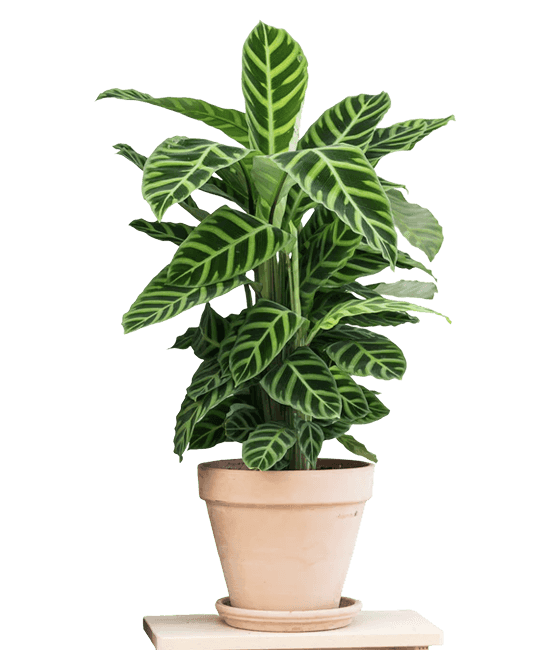 Fiskebensplante, Calathea Zebrina , Ø19 cm potte