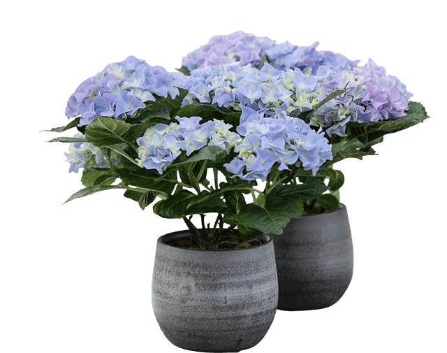 Hortensia, Hydrangea macrophylla, 12 cm potte