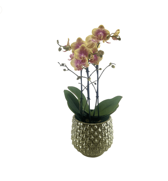 Orkidé, Phalaenopsis hvid farver