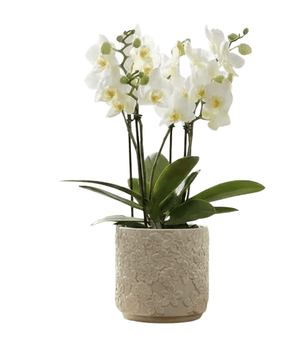 Orkidé, Phalaenopsis hybrid mult. Wit, Ø12 cm potte