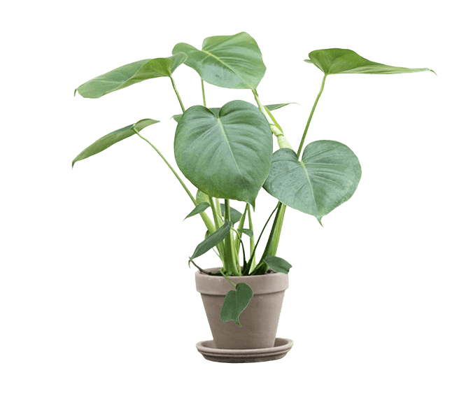 Fingerphilodendron Fingerphilodendron, Monstera deliciosa, Ø13 cm potte