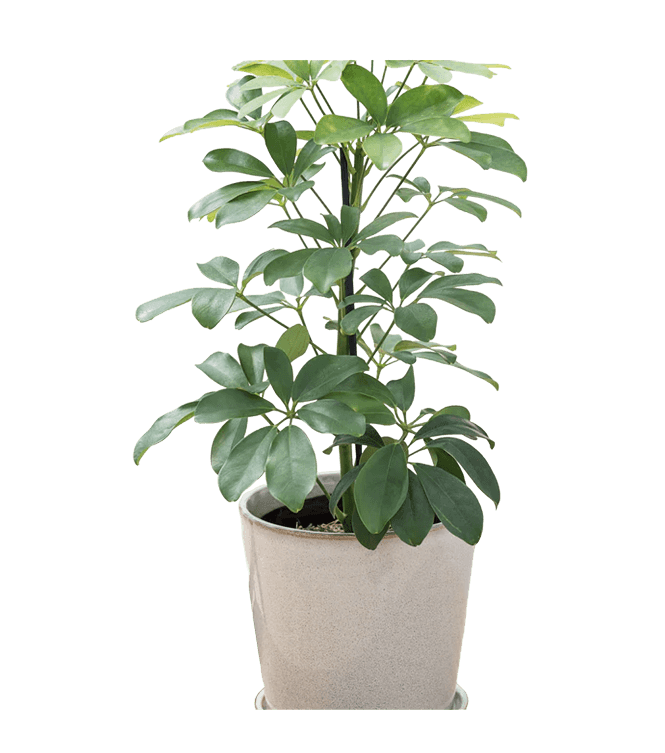 Paraplytræ, Schefflera arb. 'Nora', Ø13 cm potte