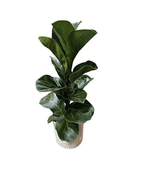 Violinfigen, Ficus Lyrata, Ø12 cm potte