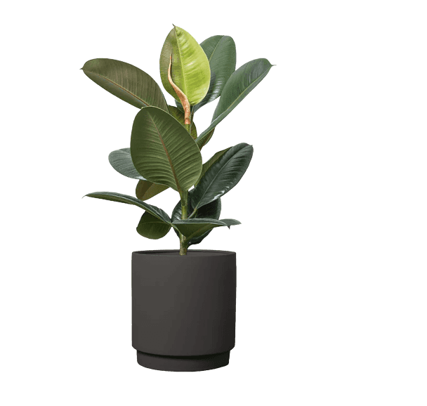 Gummitræ, Ficus Elastica 'Robusta'