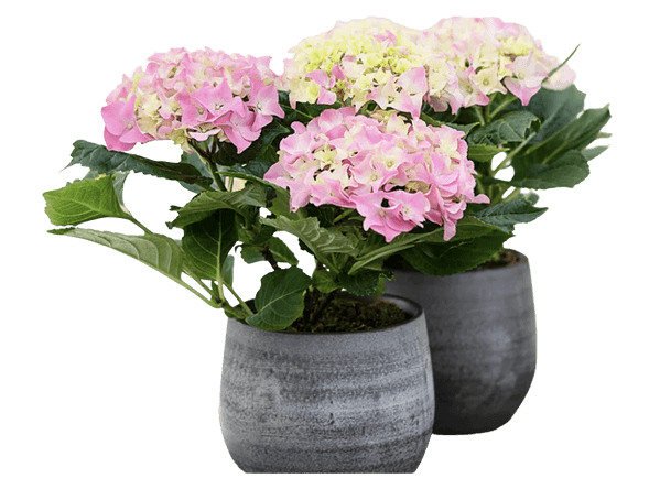 Hortensia, Hydrangea macrophylla, 12 cm potte (Kopi)